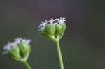 Beaked cornsalad